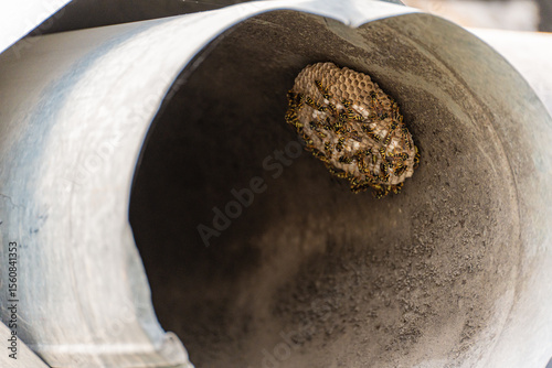 The nest of European paper wasp (Polistes dominula) in the form of a single open honeycomb,  built in a tin pipe, the number of wasps in such nests is small, close-up. photo