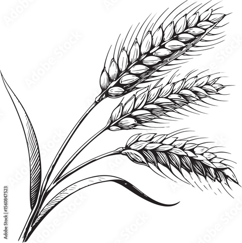 malt Vector Illustration, Sketch Drawing Line Linear Symbol Icon Engraving Coloring Book, Hand-drawn Black and White Isolated