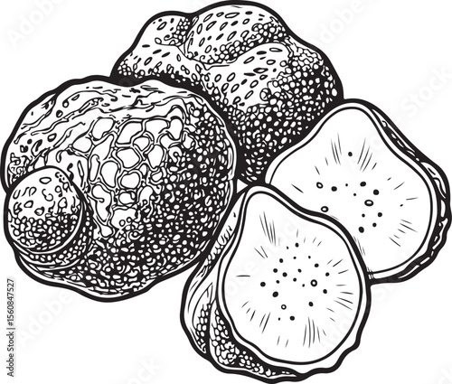 Truffle Mushroom, Truffles Vector Illustration, Sketch Drawing Line Linear Symbol Icon Engraving Coloring Book, Hand-drawn Black and White Isolated
