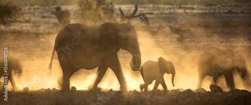 An elephant herd  containing mother and small calfs walk briskly towards the Okakuejo Water Hole, Etosha national Park, Namibia.