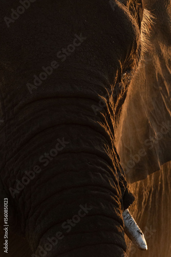 A large desert Elephant bathes in the dust at Okakuejo, Etosha National Park, Namibia.