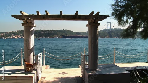 Cat, Door, and the Bosphorus: A Timeless Istanbul Moment