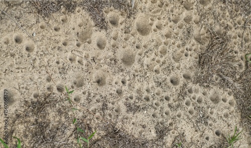 Vászonkép ant lion - larval form possibly myrmeleon immaculatus - view of cone shaped, conical, pit fall traps in Florida sugar sand