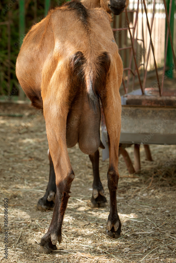 Obraz premium vertical photo of a goat with a milk udder, standing with its back to the camera. The topic of animal husbandry and farming
