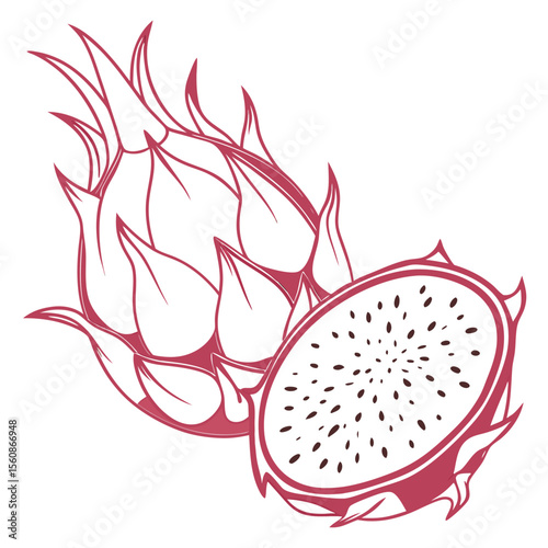 dragon fruit vector illustration