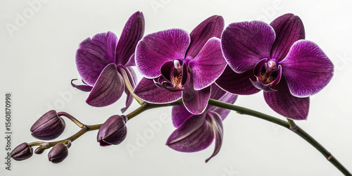 Dark Purple Orchids Closeup