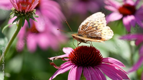 variegated fritillary pivots on purple coneflower