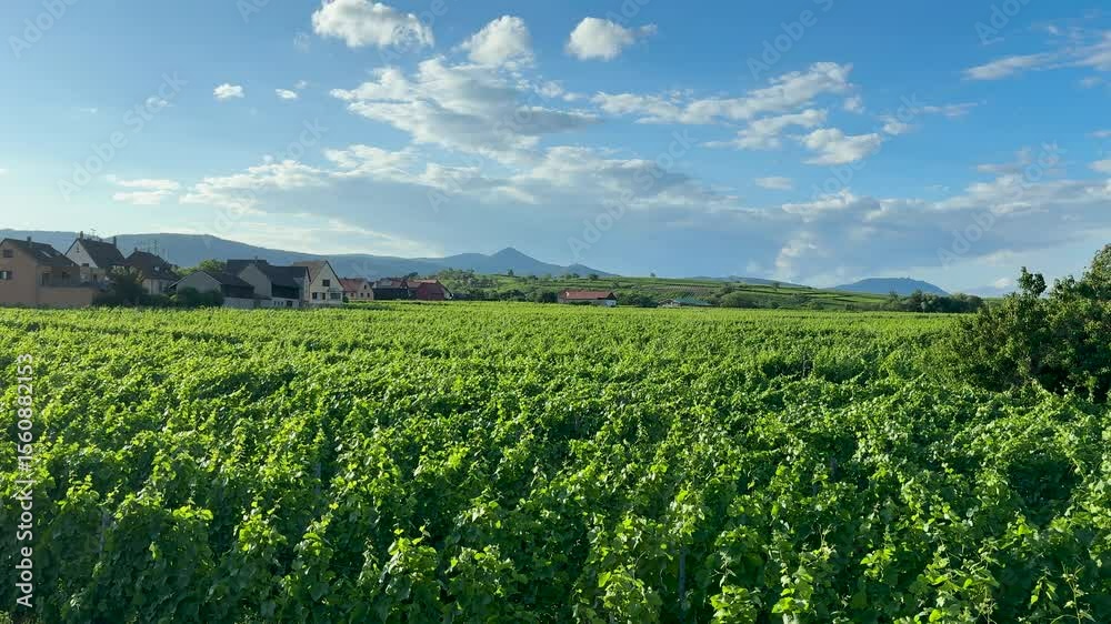 Vue sur vignoble alsacien, vigne au mois de juin, à bennwihr face à la colline des amandier mittelwihr avec les trois châteaux de ribeauvillé en arrière plan