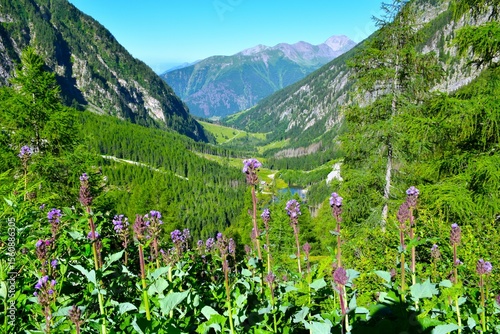 Vászonkép Alpine sow-thistle (Cicerbita alpina) flowers above Dösen valley in High Tauern,