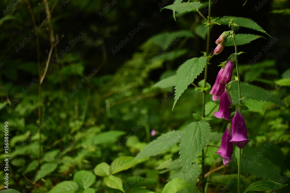 Fototapeta premium purple flower in the forest