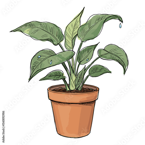 Potted green plant with large leaves in terracotta pot  