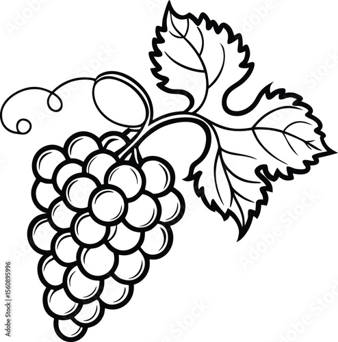 Vibrant bunch of ripe grapes with curling vine and green leaves isolated on white background isolated on transparent background