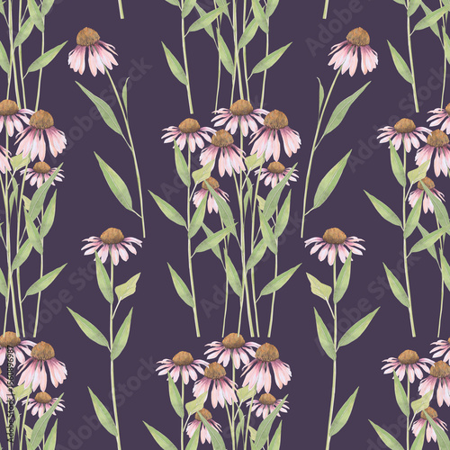 Watercolor seamless pattern of Echinacea flower. Hand-drawn clip-art on dark background. Delicate realistic images of herbs for packaging, textiles, printing, holiday cards, wedding