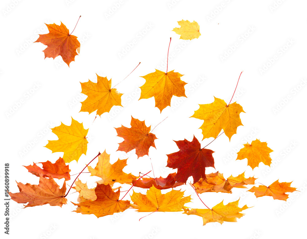 Fototapeta premium autumn maple leaves falling isolated on white background 