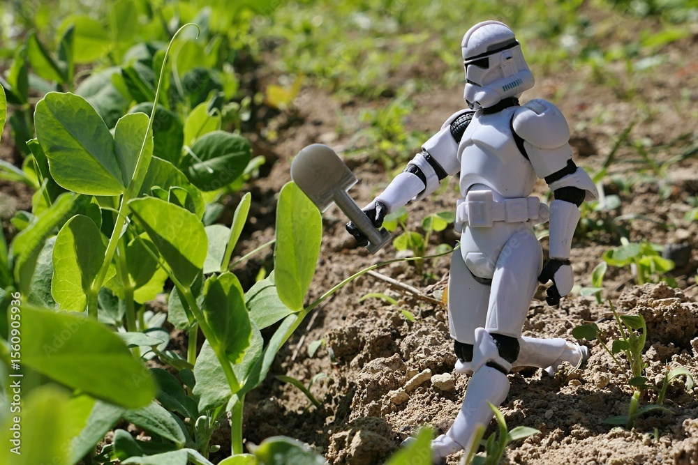 Naklejka premium Star Wars action figure of Clone Trooper walking along garden row of young Pea vegetable plants (Pisum Sativum), with short LEGO grey shovel in his left hand. Sunlit by spring daylight sunshine.