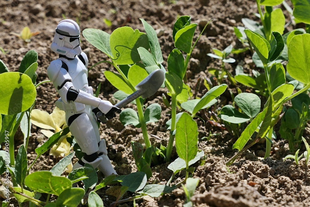 Naklejka premium Star Wars action figure of Clone Trooper ready to cultivate young Pea vegetable plants in a row in garden. Sunlit by spring daylight sunshine.