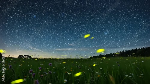 Fireflies Illuminate a Meadow Under a Starry Sky at Dusk