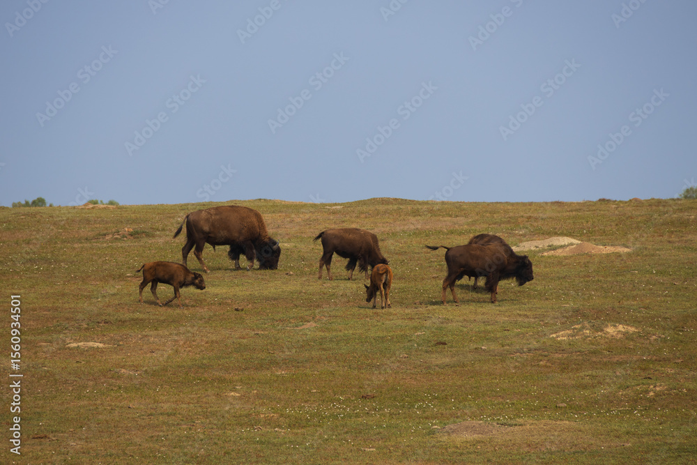 Bison herd at Theodore Roosevelt National Park, North Dakota Bison herd at Theodore Roosevelt National Park, North Dakota