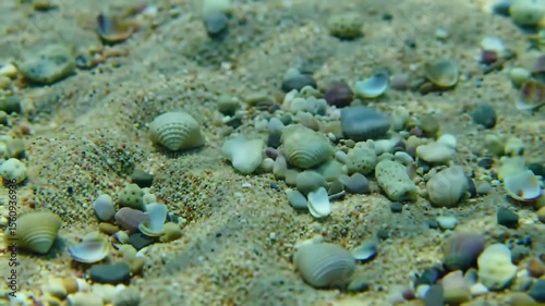 Underwater Seashells and Pebbles on Sandy Seabed