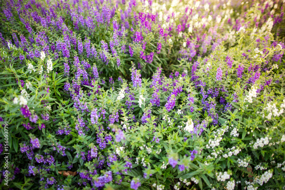 Naklejka premium Colorful flowers in the garden with morning sunlight
