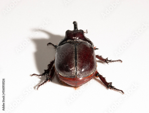 European rhinoceros beetle (Oryctes nasicornis) is a large flying beetle belonging to the subfamily Dynastinae. Imago, a male insect.