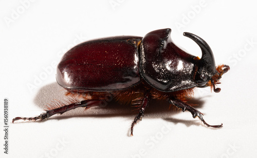 European rhinoceros beetle (Oryctes nasicornis) is a large flying beetle belonging to the subfamily Dynastinae. Imago, a male insect.