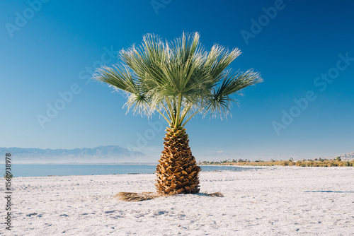 palm tree on the beach photo