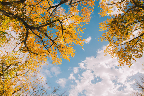 autumn leaves in the sky