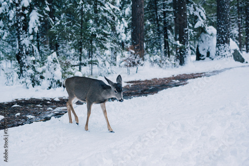 deer in snow