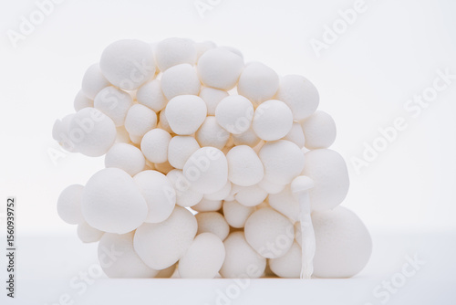 mushroom