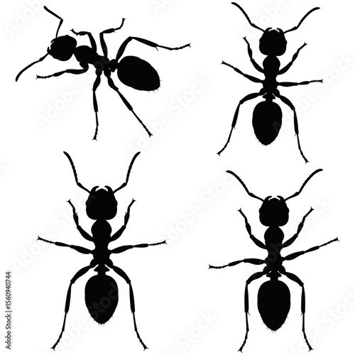 Isolated vector set of black ants, a team of tiny insect workers in nature