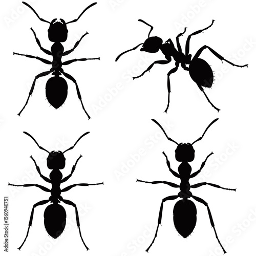 Isolated vector set of black ants, a team of tiny insect workers in nature
