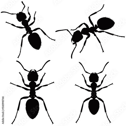 Isolated vector set of black ants, a team of tiny insect workers in nature