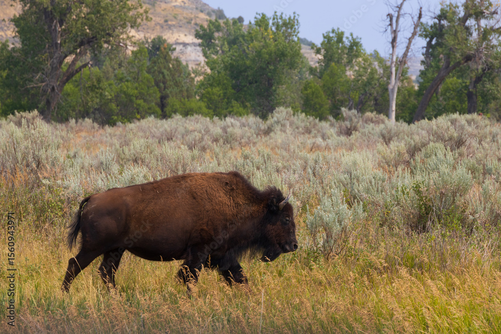 Fototapeta premium Bison at Theodore Roosevelt National Park, North Dakota