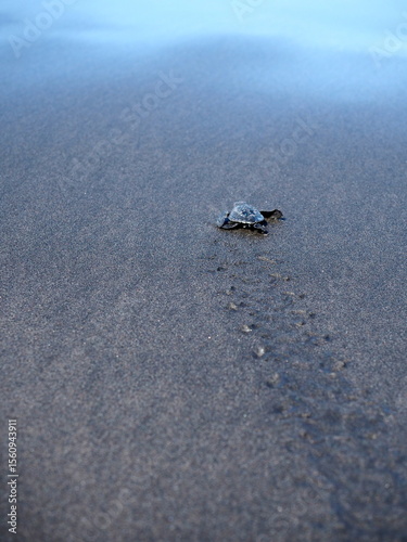 Newborn baby turtle on the beach, walking to the ocean. Selective focus.