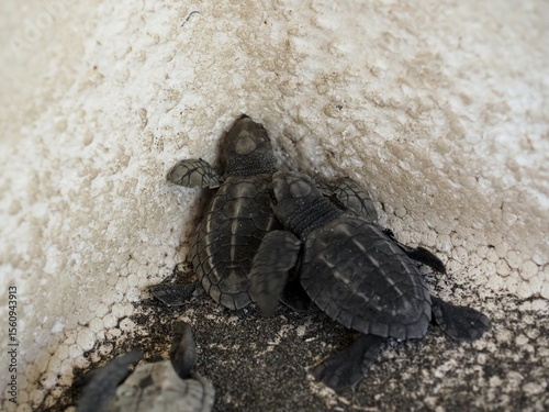 Newborn baby sea turtles coming out of the hole in the wall.