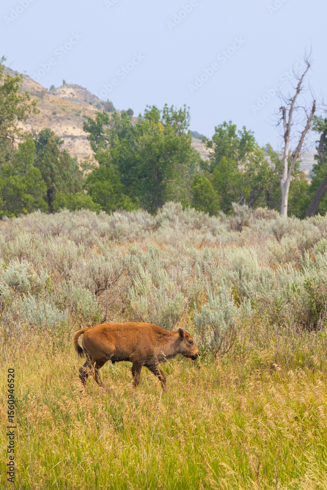 Fototapeta premium Bison calf at Theodore Roosevelt National Park, North Dakota