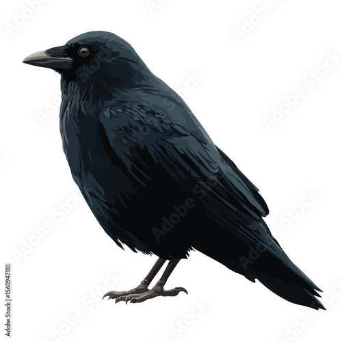 vector illustration of crow isolated in White Background, crow vector
