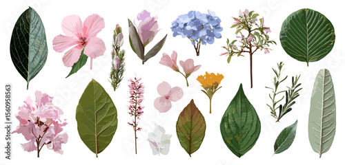 A collection of various leaves and flowers in vector format isolated on white background