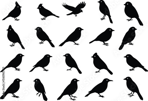 Multiple black bird silhouettes with white eyes vector