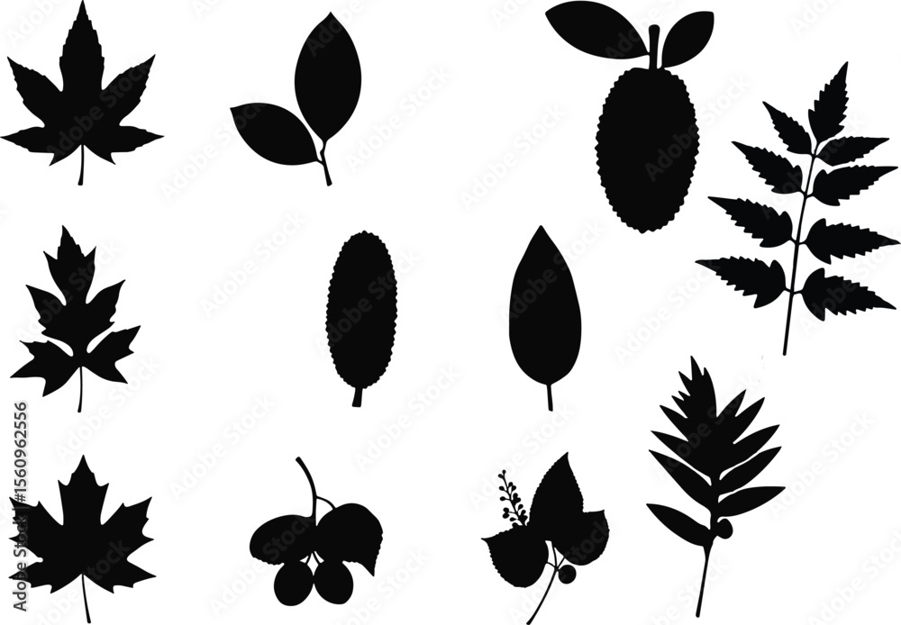 Fototapeta premium Various botanical silhouettes including leaves and fruit leaf nature