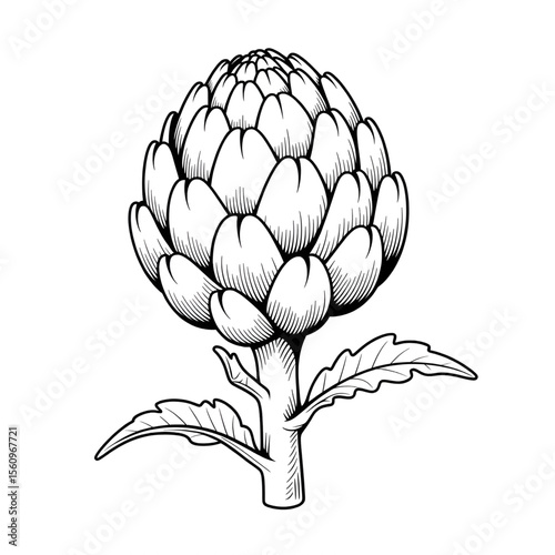artichoke on a white background coloring page