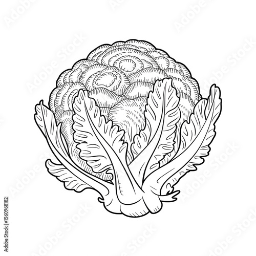 hand drawn vector illustration of a cauliflower coloring page