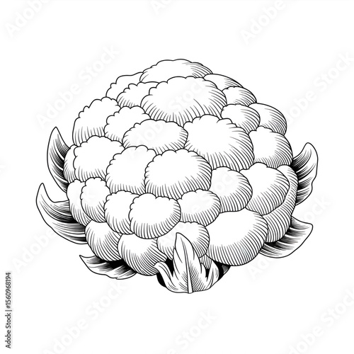 hand drawn vector illustration of a cauliflower coloring page