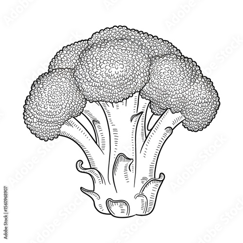 A black and white Broccoli illustration vector style colouring page