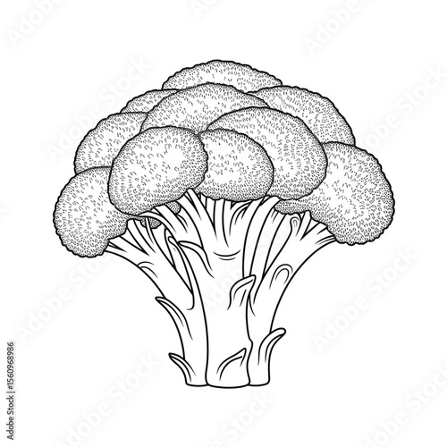 A black and white Broccoli illustration vector style colouring page 