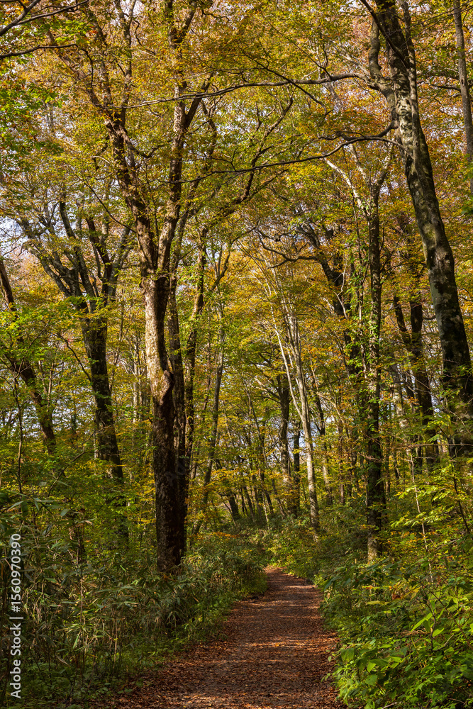 Obraz premium 日本の風景・秋 世界遺産・白神山地 紅葉の十二湖