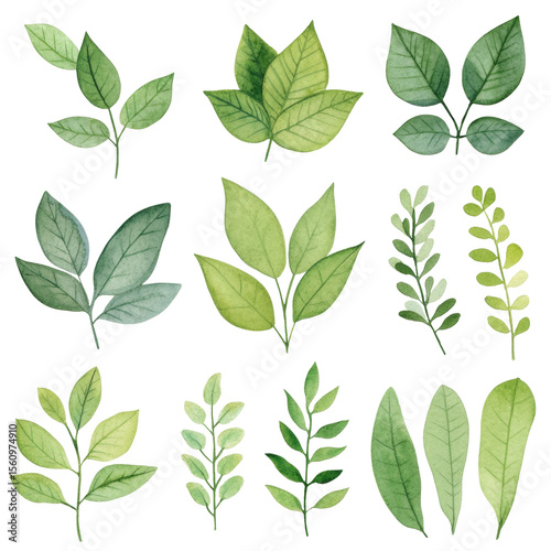 Lush green leaves in various shapes and sizes, showcasing nature beauty and diversity