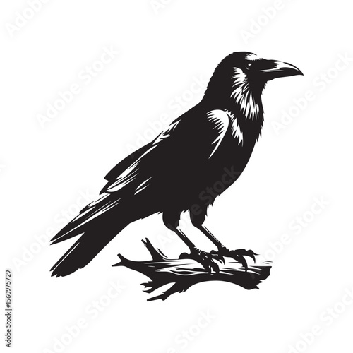 crow on a white background