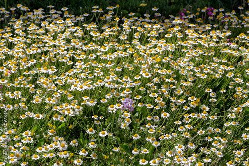 The daisies grow in a meadow close-up